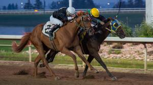 Canadian Derby, Century Mile, Glance, preview, horse racing, Helioo, Debrusk, Kamal, Quarry, Magicstrikesagain, Direct Strike, Really Ralis, Big Curl, Gethsemane, Tisum, Javier, Western Warrior, Canada, Edmonton, ABR